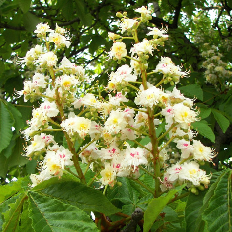 Kasztanowiec biały zwyczajny (C2)