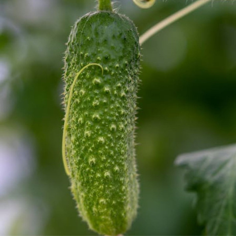 Ogórek gruntowy Julian mieszaniec F1 konserwowy/kwaszeniak długie plonowanie 100g