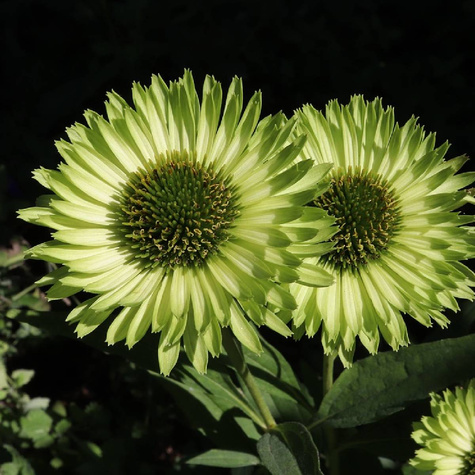 Jeżówka Green Jewel Zielony Klejnot (C2)