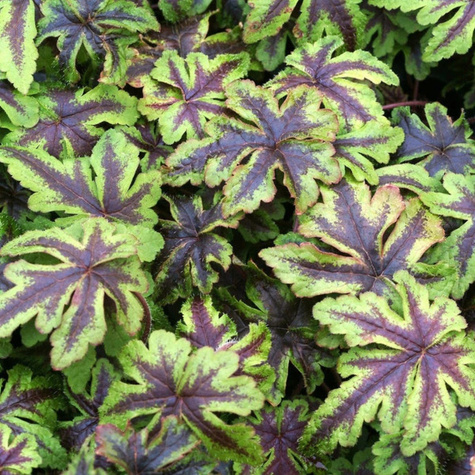 Tiarella Jeepers Creepers (C2)