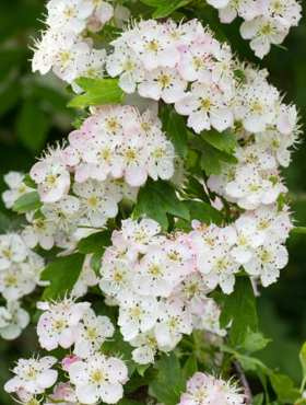 Głóg jednoszyjkowy Compacta szczepiony na pniu