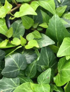 Bluszcz pospolity sercolistny Natasha