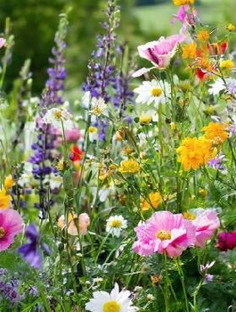 Mieszanka Bee Lucky- szczęśliwa pasieka 100g Toraf