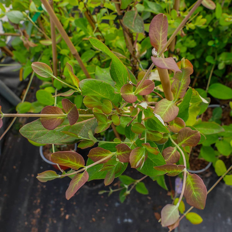 Wiciokrzew Tellmanna (C2)