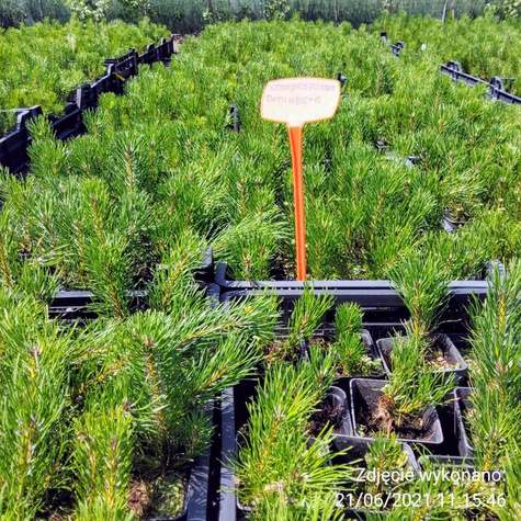 Sosna górska kosodrzewina Rotundata (C2)