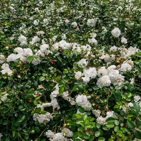 Róża okrywowa Sea Foam biała (C2)