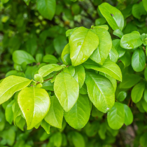 Pigwowiec Jadalny Szczepiony (C2)