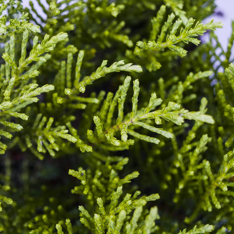 Hebe ochrowa 'James Stirling'