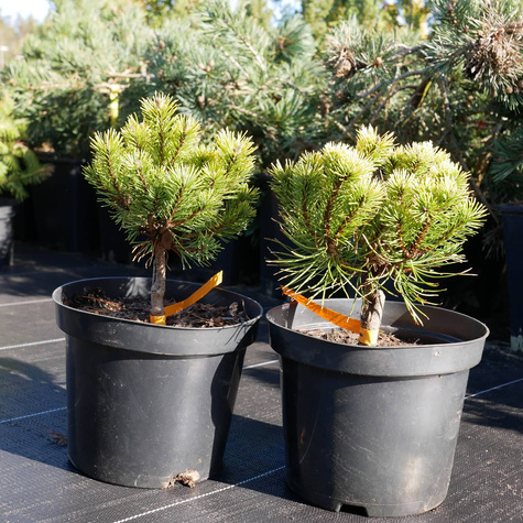 Sosna górska kosodrzewina Ophir