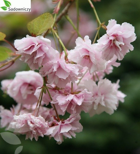 Wiśnia piłkowana Kiku Schidare Zakura pendula