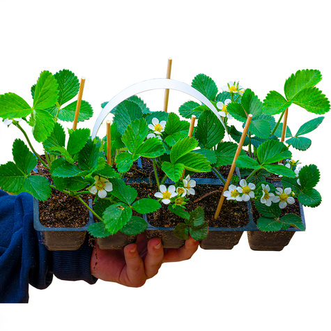 Truskawka pnąca wisząca powtarzająca Multiplat 6szt