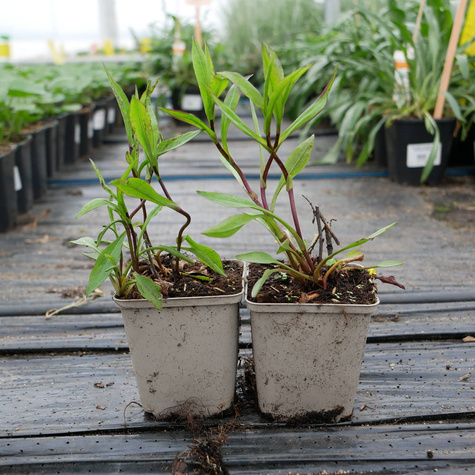 Aster krzaczasty Jenny różowy (C2)