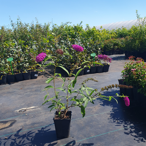 Budleja Dawida African Queen (C2)