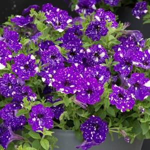 Surfinia fioletowa Gwieździste Niebo Night Sky NOWOŚĆ