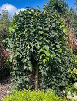 Wiąz Camperdownii szczepiony na pniu