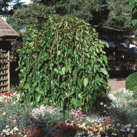 Morwa górska biała Shin-Tso