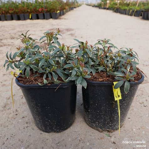 Pieris japoński Little Heath (C2)