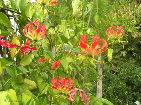 Glorioza Rotszylda Lilia pnąca Lilia chwały czerwono-żółta