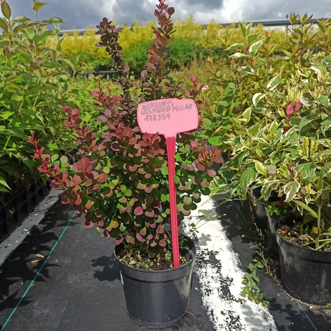 Berberys Thunberga Helmond Pillar (C2)