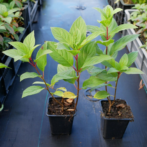 Hortensja bukietowa Magical Candle (P9)