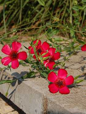 Len letni czerwony 1g