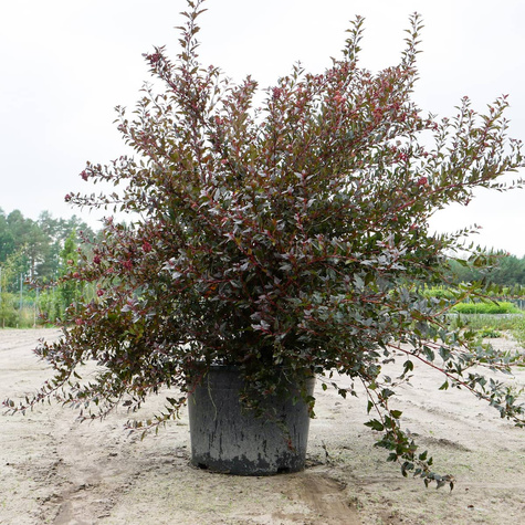 Pęcherznica kalinolistna Litle Devil Donna May (C20)
