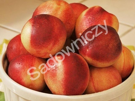 Nektaryna Harco w doniczce (C2)