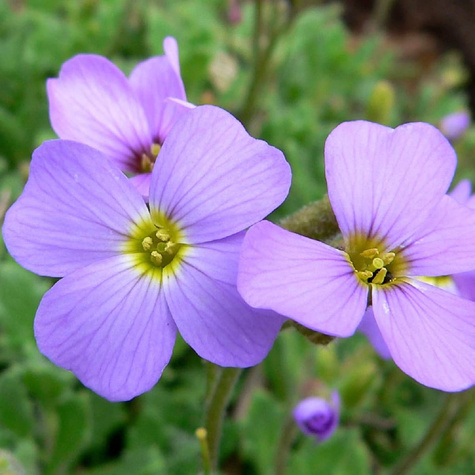Żagwin ogrodowy Cascade Blue