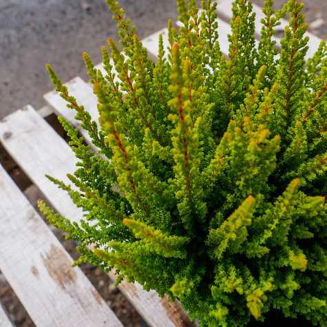 Wrzos pospolity Skyline Monaco