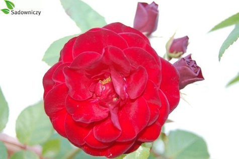 Róża na pniu Fioletowa Pachnąca