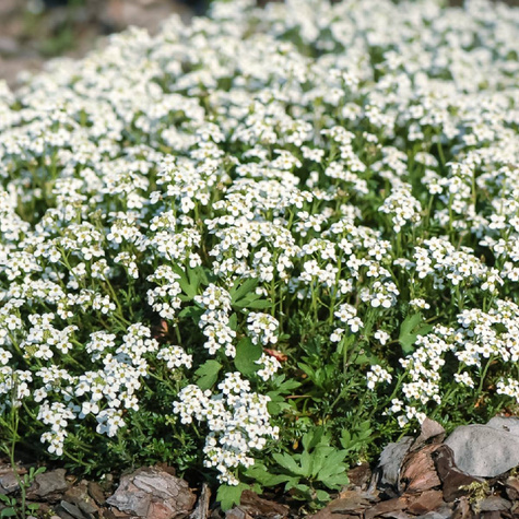 Rzeżuszka alpejska Cristal Carpet (C2)