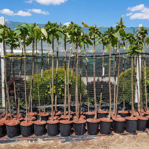 Katalpa Szczepiona Na Pniu Surmia Bignoniowa Nana