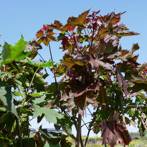 Klon szczepiony na pniu Purple Globe (Pa 130)