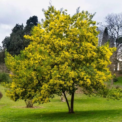 Akacja srebrzysta (C2)