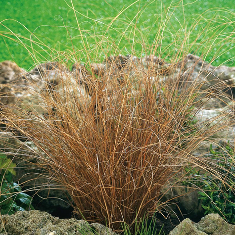 Turzyca włosista Rosaly