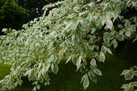 Wiąz Variegata szczepiony na pniu (Pa 140, obw. 8/10, H-180)