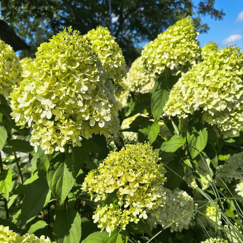 Hortensja bukietowa Limelight (C2)