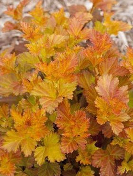 Pęcherznica kalinolistna Amber Jubilee (C20)