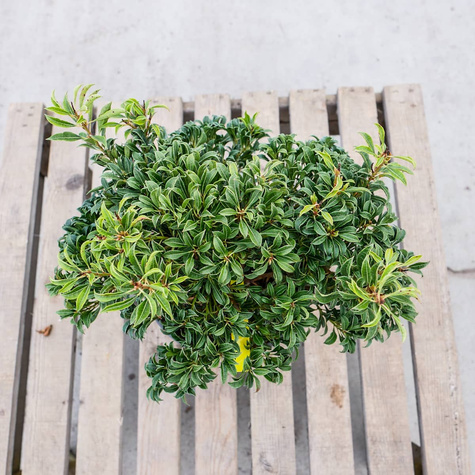 Pieris japoński Minor (C2)