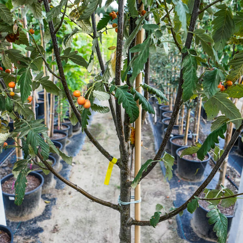 Jarząb szwedzki Brouwes