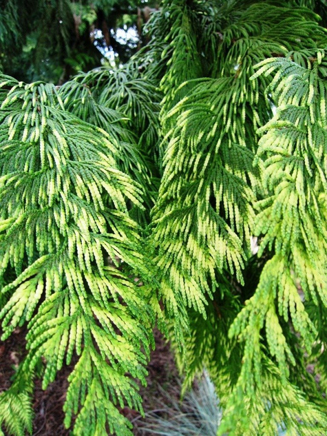 Thuja Tuja Żywotnik olbrzymi Zebrina (P9)