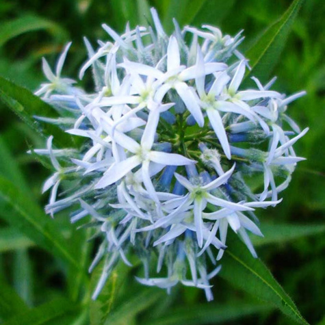 Amzonia nadreńska Amasonia niebieska królowa lata (C2)