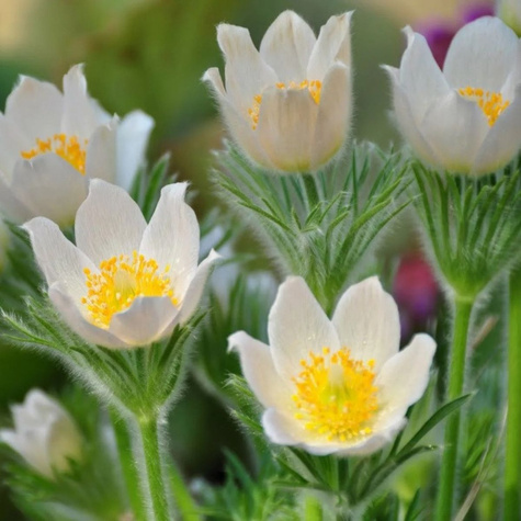 Sasanka zwyczajna Pulsar White (C2)