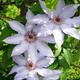 Powojnik Clematis Beautiful Bride (C2)