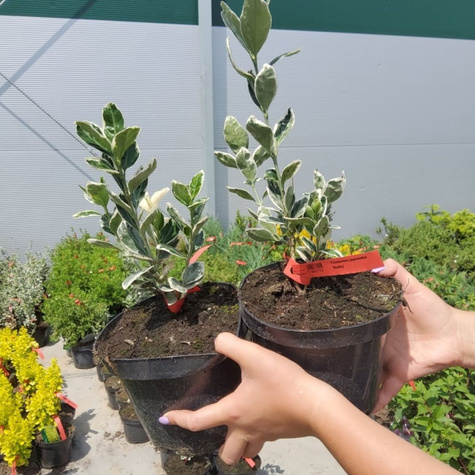 Trzmielina japońska Kathy (C2)