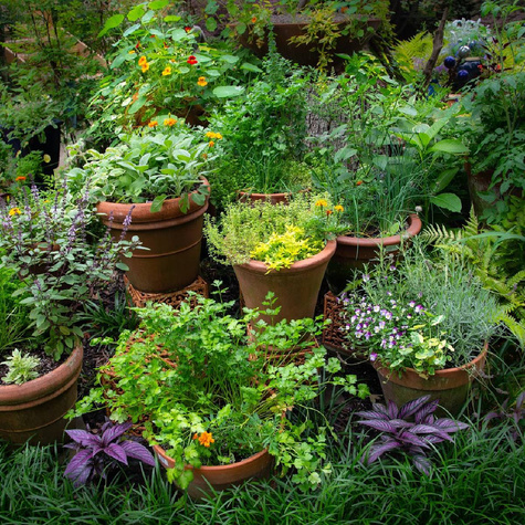 Zestaw Nasiona Ziół Aromatyczne Przyprawy 10 Opakowań Znaczniki