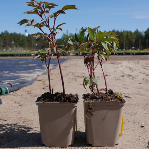 Piwonia chińska Paeonia Karl Rosenfield (C2)
