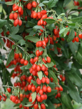 Jagoda Goji Kolcowój Korean Big