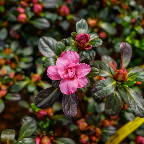 Azalia japońska Rokoko (C2)