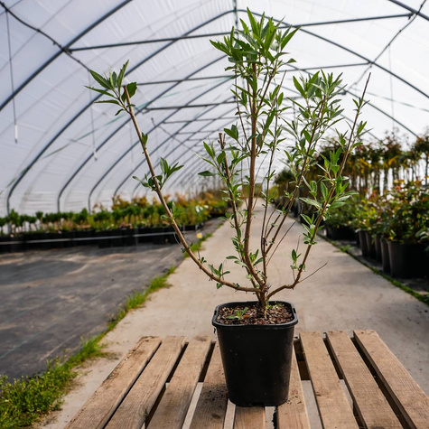 Barbula klandońska Heavenly Blue (C2)